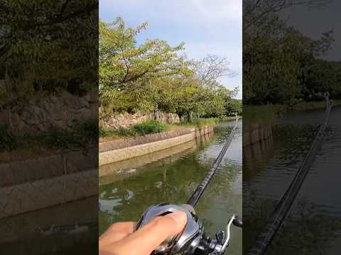 ブラックバスを怒らせてみた #バス釣り #fishing #釣り
