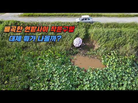 꾼이라면 절대 지나칠 수 없는 빼곡한 연밭사이 작은구멍 포인트 분위기 죽인다