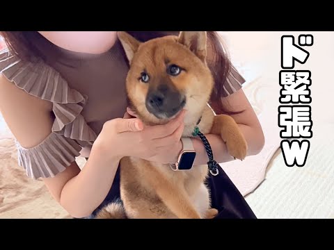 人見知りしたことがなかった柴犬の子犬がギャル姉ちゃんと初対面した結果