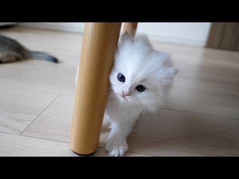 Cute kitten who prefers to play with its owner rather than with toys...
