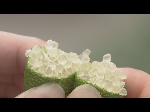 世界が注目! “森のキャビア” フィンガーライムの魅力 爽やかな酸味&プチプチ食感  愛知･田原市のふるさと納税の返礼品にも