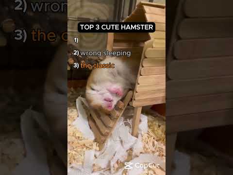 top 3 cute hamster