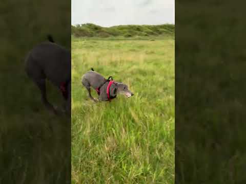 Click to view video Rescue Greyhound zoomies