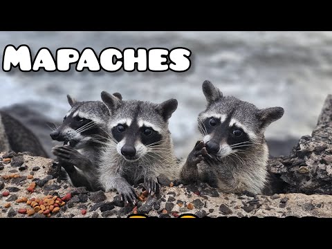 Mapaches Son Muy Vistos por Turistas en Acajutla Sonsonate El Salvador