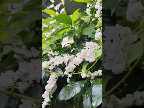 White coral vine
