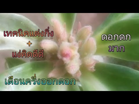 เดือนครึ่งออดดอกอีกครั้ง|ชวนชม เดือนครึ่งออดดอกอีกครั้ง|ชวนชม