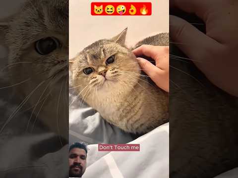 Funny Cat reaction video 😆🐱🔥👌🤪 #cat #funny #animals #viral #shorts