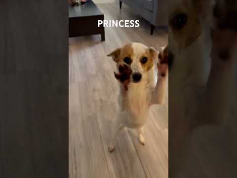 Dog #dogs #dog #pets #family