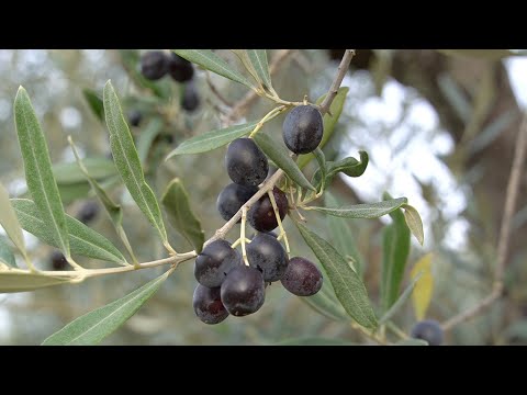Olivenernte in Sezzate