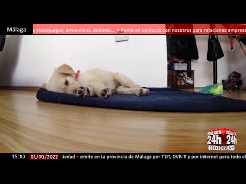 ?Noticia - Los petardos causan cada año miles de pérdidas de perros en España