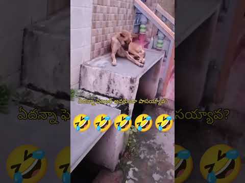 😂 Funny Dog Story | Smart Dog Reactions That Will Make You Laugh 1 November 2025