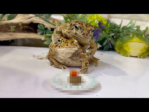 カエル達にクリスマスプレゼントを渡そうと思ったらこうなったw      Giving Christmas Presents to Frogs and Toads