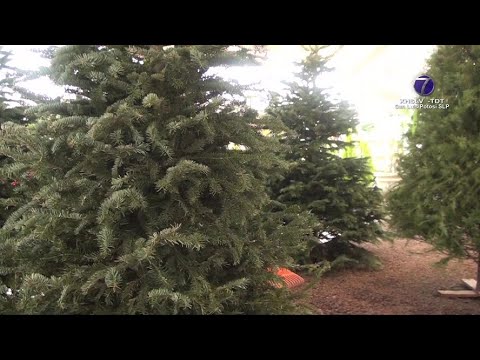 Más del 80% de los árboles naturales comprados para adorno navideño terminan en la basura.