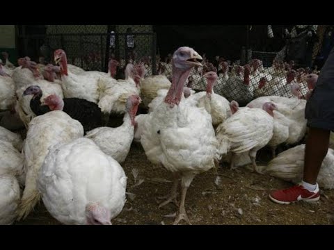 Autoridades realizan operativos contra avícolas por inflar pollos y pavos con agua sucia