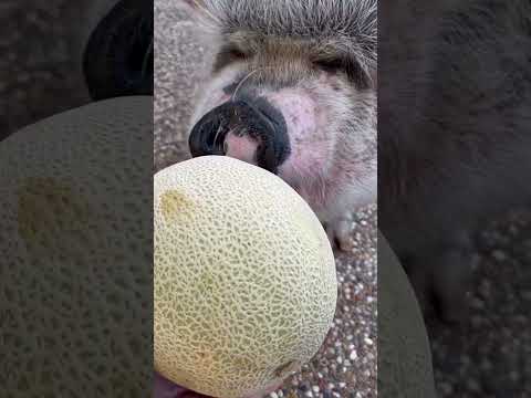 #somebody is getting a wee bit #fussy as he gets old. #smcfritters #pigsofyoutube