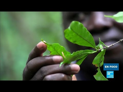 El descubrimiento de una planta de café en Sierra Leona despierta gran interés • FRANCE 24