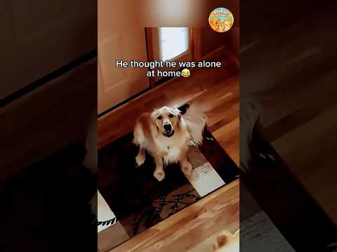 Golden retrievers being goofy 🤪 | #animals #viral #youtubeshorts #dog #dogshorts #shorts #funny
