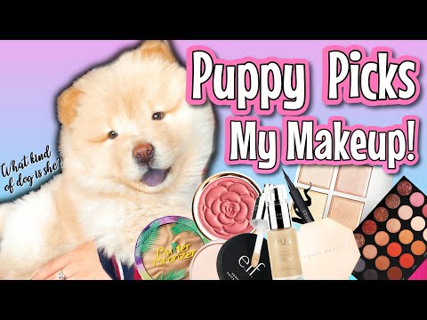 Puppy Picks My Makeup! | drugstore vs high end makeup