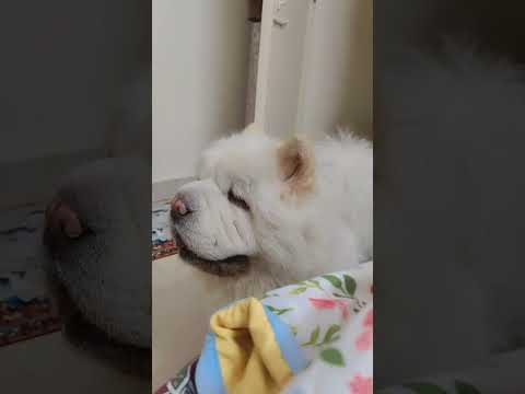 #chehra #song #bollywoodsongs #lovesong #trending #pets #viral #kittudon #dogshorts #cute 🧿🥰🤩