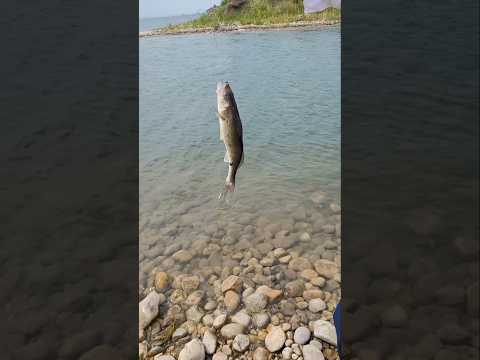 walleye fish 🎣 on the lake #fishing