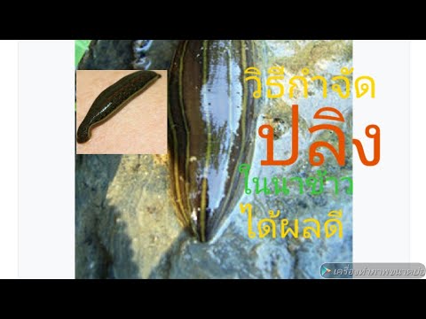 วิธีกำจัดปลิงดูทางนี้ วิธีกำจัดปลิงดูทางนี้