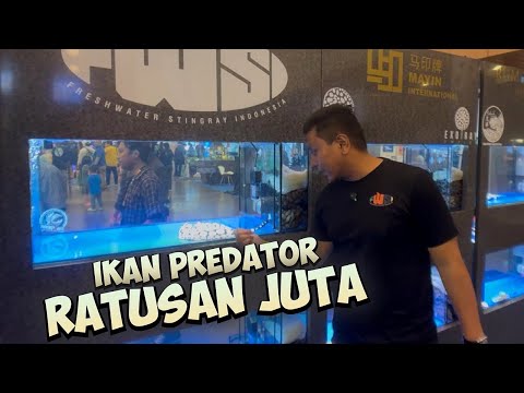 GILA!! IKAN PREDATOR HARGA 500 JUTA DI NUSATIC 202 #ikan #ikanpredator #aquarium