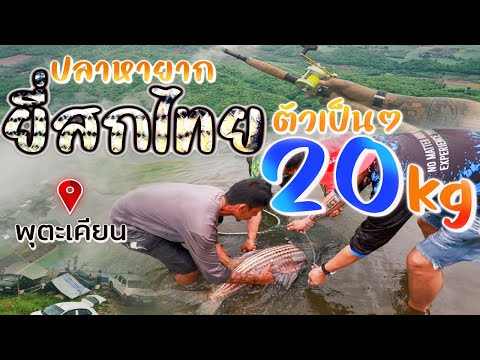 ปลาหายากยี่สกไทยตัวเป็นๆ20K