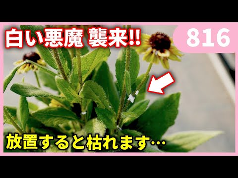 もう枯れない！カイガラムシ対策を教えます by 園芸チャンネル 816 #園芸 #ガーデニング #初心者