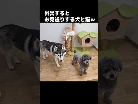 飼い主が外出するとお見送りする犬と猫がかわいい...笑#shorts