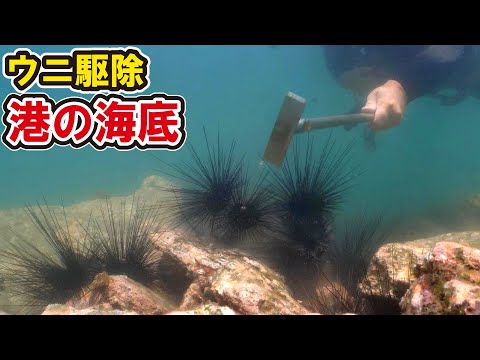 【ウニ駆除】港に集まったウニを一斉駆除【水中音・テロップ解説】