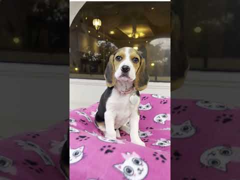 cute dod 🐕 #dog#animals#animalslover