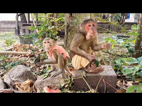 Baby Monkey Enjoys Cucumber in the Most Funny Way #monkeyvideo #monkeylove #monkey #monkeychallenge
