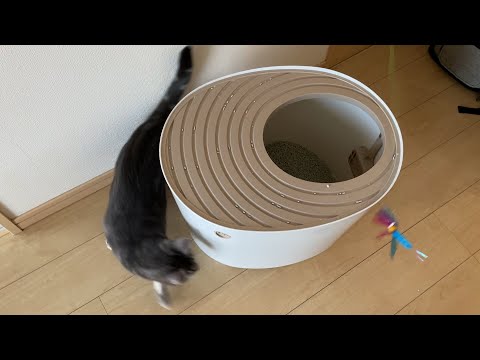 猫がトイレのまわりをぐるぐるぐると回り、すてきなバターにトントロリン