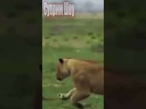 Львица Ловит Бородавочников