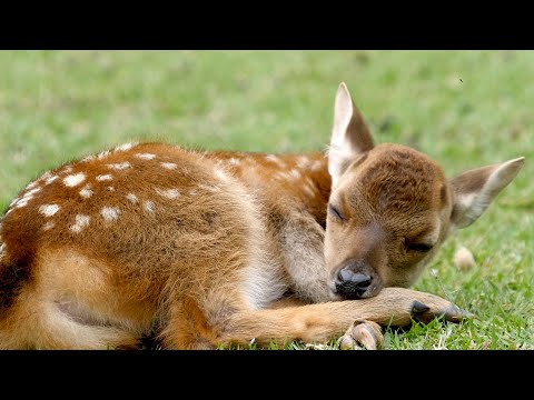 Beautiful Savior (Instrumental) - Traditional Peaceful Beautiful Hymn - Arranged by Tim Janis