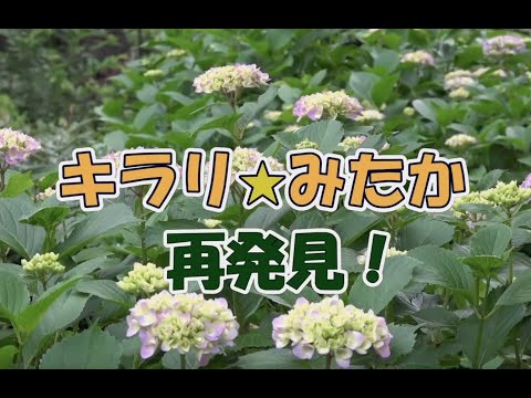 キラリ⭐️三鷹 再発見！