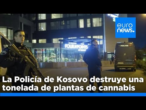 Kosovo: La Policía destruye plantas de cannabis valoradas en 5 millones de euros