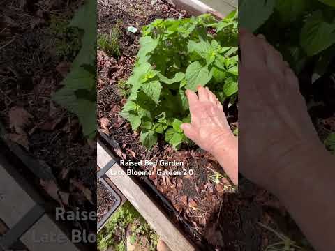 Herb Raised Bed Review 🌱 #gardening #growingherbs