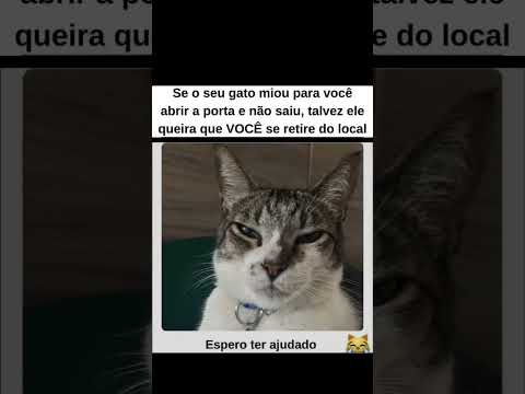 Aviso muito importante pra quem cria gato,fica esperto em cada movimento que seu gatinho faz
