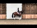 Dressage horse Stunning mare