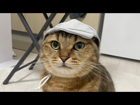 猫の動画サムネイル - 猫用の帽子を買ったら思ってたんとだいぶ違ってて笑った