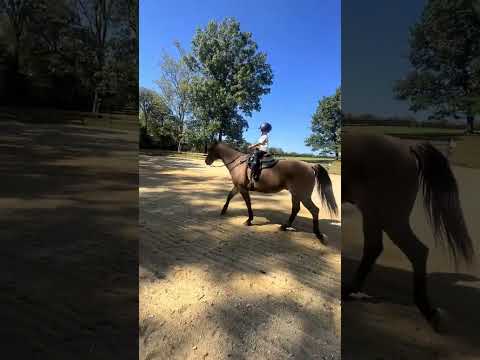 Willie B & Rooster’s 1st Solo Trot & Cross Poles!