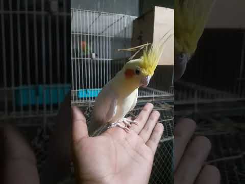 🥰🥰🥰 #song #hindisong #love #highlights #birds #lovebirds #cute