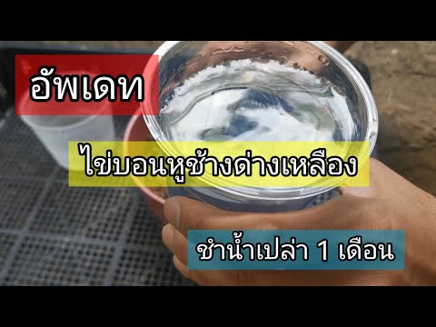 อัพเดทไข่บอนหูช้างด่างเหลือง