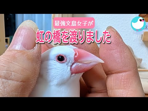 【ご報告】最強文鳥女子が虹の橋を渡りました