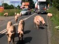 Wielka ucieczka wi, "Fakty" 09.07.2012 