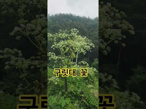 구릿대 <strong>꽃</strong>