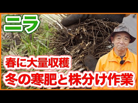 家庭菜園や農園のニラ栽培は春に大量収穫！冬の寒肥と株分け作業を徹底解説！【農園ライフ】