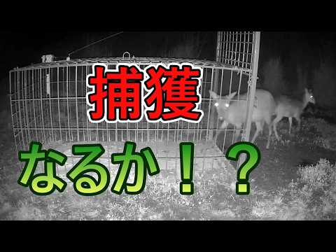 シカ捕獲なるか!【箱罠】【狩猟】【有害鳥獣駆除】