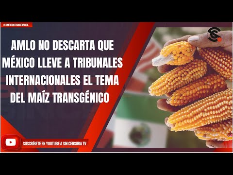 AMLO NO DESCARTA QUE MÉXICO LLEVE A TRIBUNALES INTERNACIONALES EL TEMA DEL MAÍZ TRANSGÉNICO
